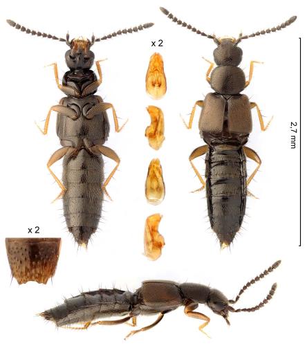Réf. 352 013 : Atheta laevana